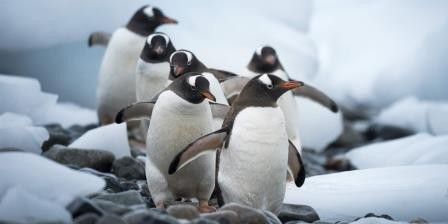 3. Tidak ada reptil di Antarktika