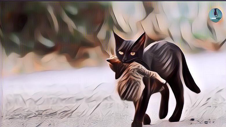 Kenapa Kucing Memindahkan Anak-Anak Mereka ke Tempat Baru?