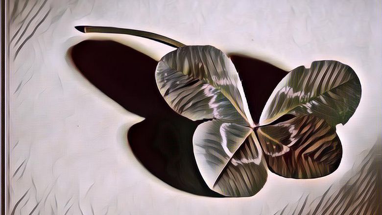 Manfaat Daun Semanggi untuk Kesuburan Wanita, Murah dan Berkhasiat!