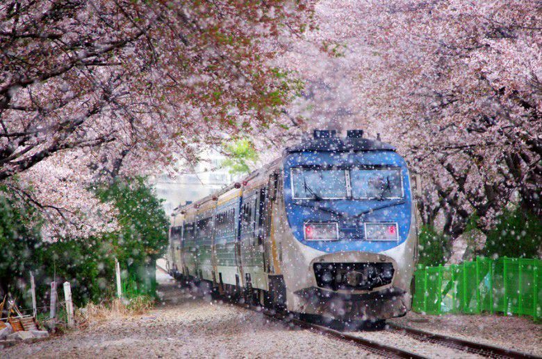 1. Stasiun Kyeong-Wha, Jinhae