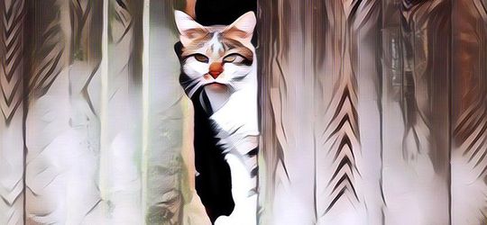 Viral Video Kucing Bawa Kresek Isi Makanan, Pas Kepergok Aksinya Bikin Ngakak