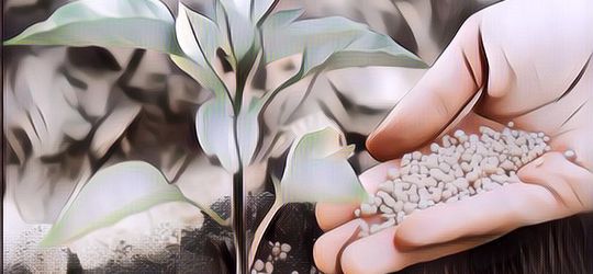 Daripada Dibuang, Coba Buat Obat-Obatan Expired yang Kamu Punya Jadi PupukTanaman