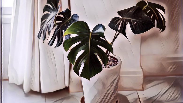 Buat Para Pecinta Tanaman, Berikut 7 Tanaman Hias Termahal yang Bisa Jadi Bisnis, Udah Namanya Susah Harganya Gak Masuk Akal Pula