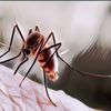 Inilah Alasan Kenapa Kulit Kita Memerah dan Membengkak Setelah Digigit Nyamuk