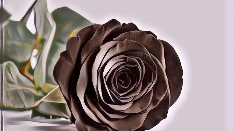 Ini Dia Deretan Bunga Berkelopak Hitam yang Cantik dan Elegan, Misterius Pula!