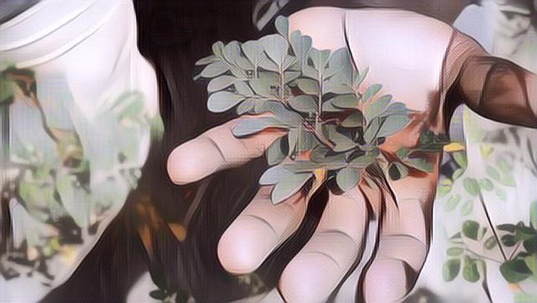 Murah dan Bergizi! Ini Dia Sejuta Manfaat Daun Kelor untuk Kesehatan