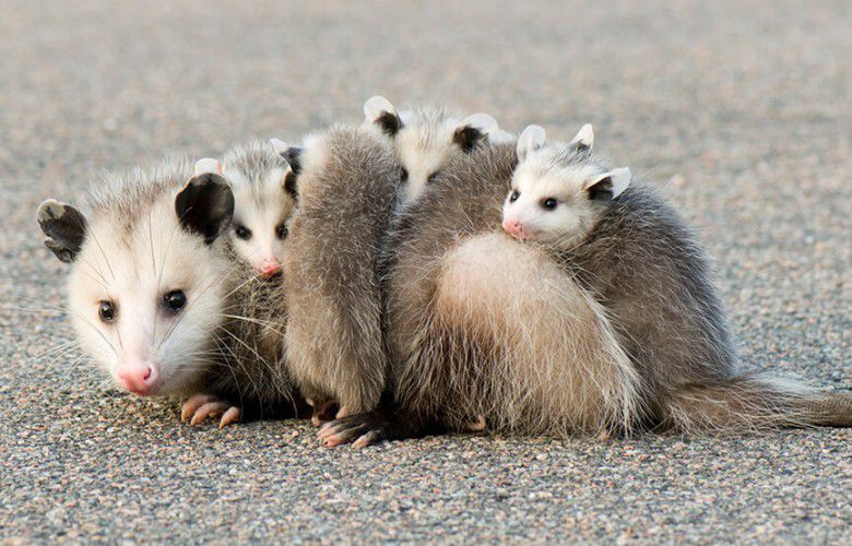 Opossum