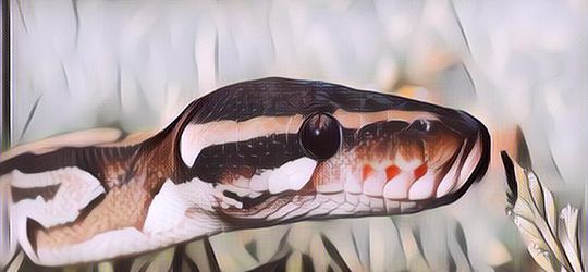 5 Shio yang Paling Cerdas, Kamu Termasuk Enggak?