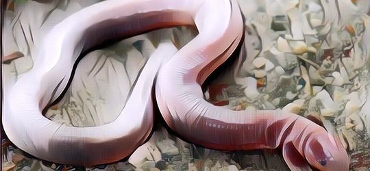 Viral Binatang Aneh Ini Muncul di Israel, Diduga Jadi Tanda Hari Kiamat?