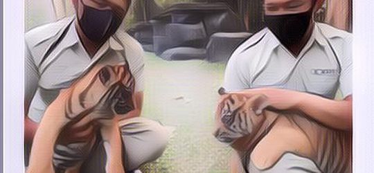 Besaran Gaji Pawang Harimau di Kebun Binatang, Kerja dengan Risiko Besar