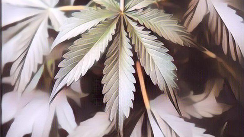 Berikut Berjuta Manfaat Ganja untuk Kesehatan yang Patut Jadi Pertimbangan Indonesia untuk Melegalkannya