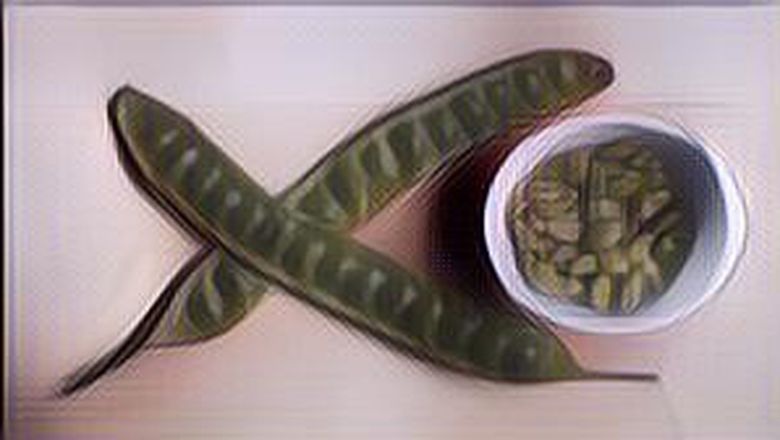 Jangan Salah Petai Juga Bisa Diolah Menjadi Menu Lezat Lho ....