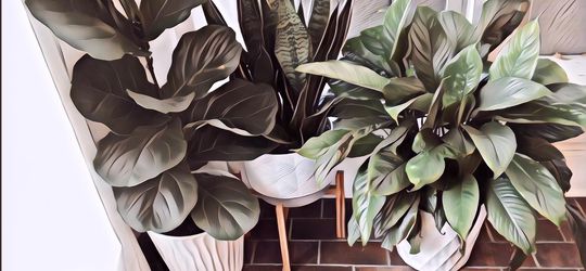 10 Tanaman yang Bisa Hidup dengan Minim Cahaya, Cocok untuk Jadi Tanaman  Indoor