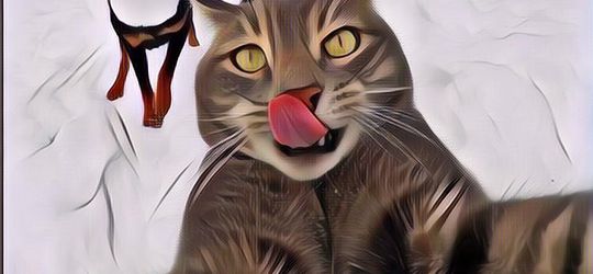 Kelakuan Bodoh Kucing yang Tertangkap Kamera, Buah Dijinakkan Manusia