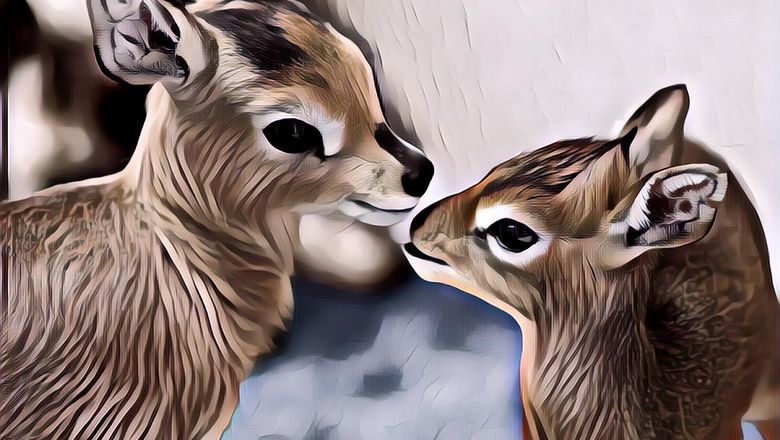 7 Hewan yang Setia Cuma Sama Satu Pasangan Seumur Hidup, Bahkan Ada yang Pacaran!