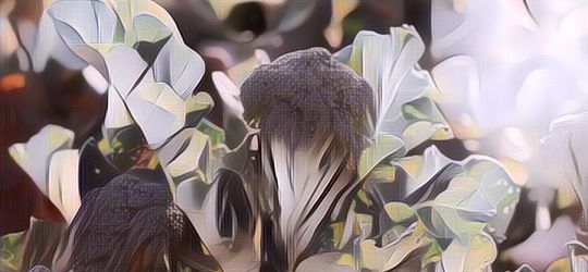 5 Sayuran Rendah Karbohidrat yang Cocok untuk Diet, Nggak Bikin Gemuk!