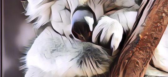 Deretan Hewan Terlambat Di Dunia, Antara Pemalas atau Emang Pelan