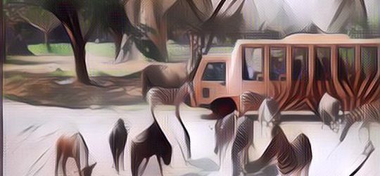 Fakta Unik Kebun Binatang yang Jarang Diketahui Orang