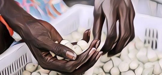 Apa Aja Sih Manfaat Kakadu Plum Australia?