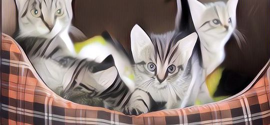 Manfaat Memelihara Kucing di Rumah, Ternyata Bagus untuk Kesehatan!