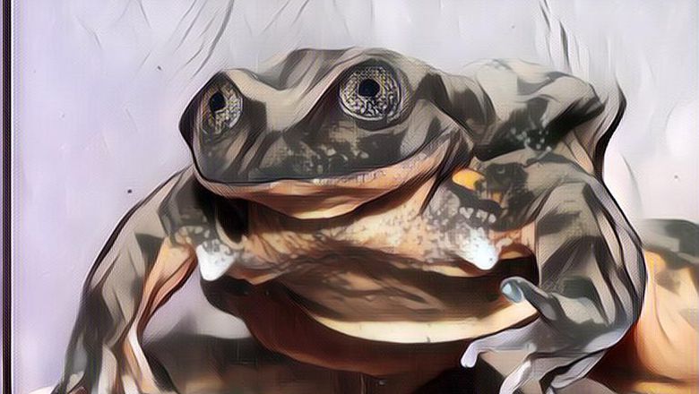 Romeo Si Katak Air Paling Kesepian di Dunia Akhirnya menemukan Jodoh, So Sweet