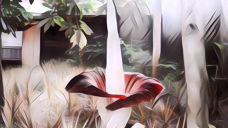 5 Fakta Bunga Bangkai Raksasa, Bisa Bertahan Hidup Hingga 40 Tahun