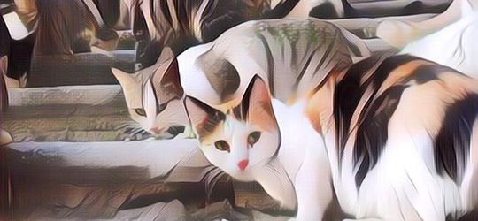 NGERI! Kronologi Oknum TNI Brigjen NA Tembak Kucing di Bandung