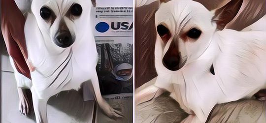 Berusia 21 Tahun, Ini Dia Anjing Paling Tua di Dunia