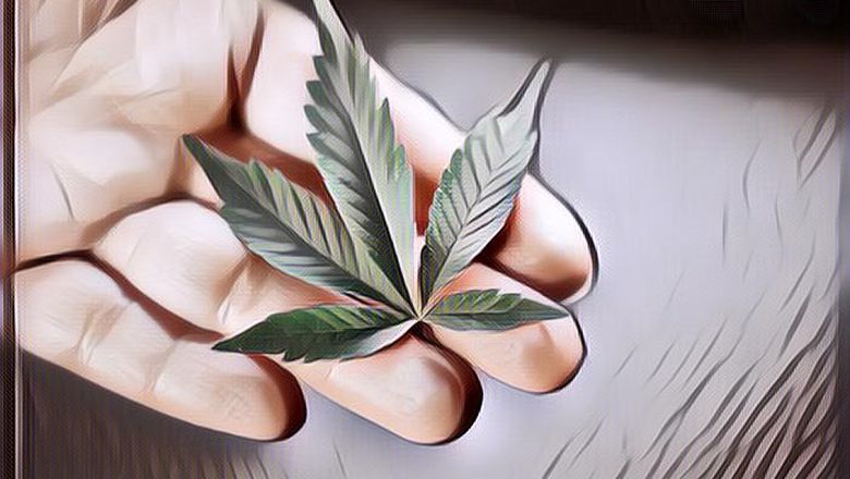 Beberapa Manfaat Ganja untuk Kesehatan yang Ternyata Luar Biasa, Andai Saja Sudah Legal di Indonesia~