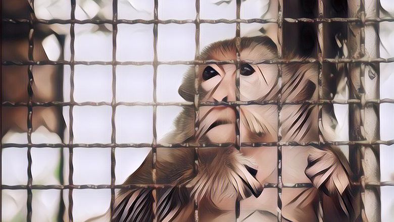 Deretan Fakta Mirisnya Nasib Monyet Jika Dipelihara