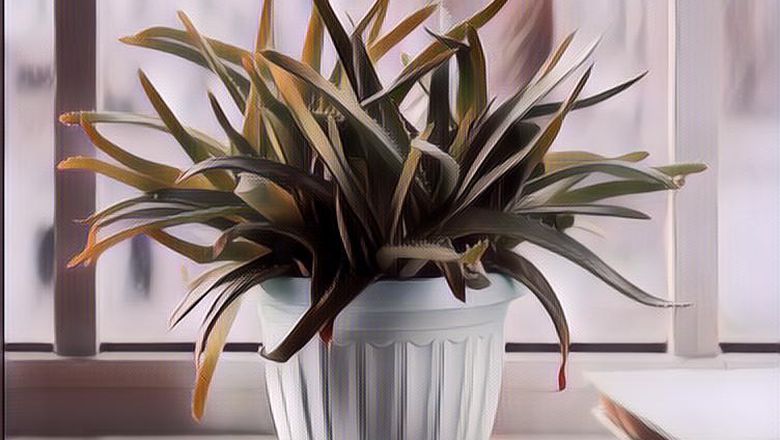 4 Tanaman yang Bisa Membersihkan Udara dalam Rumah, Wajib Ada Nih!