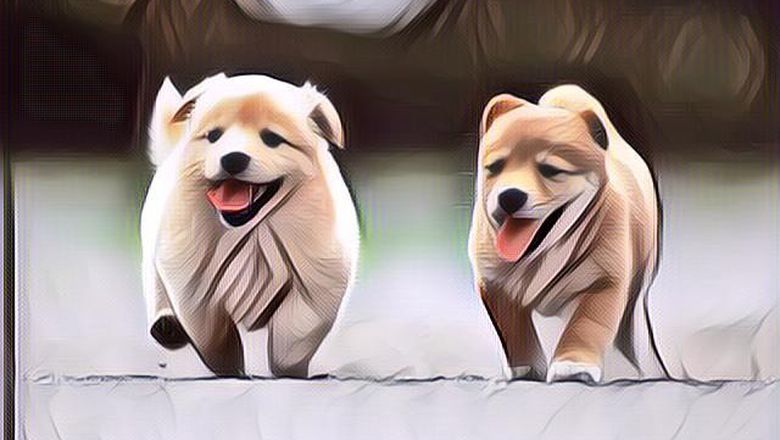 Tingkah Laku Anak Anjing Ini Bikin Ngakak, Toton Kelakuannya..