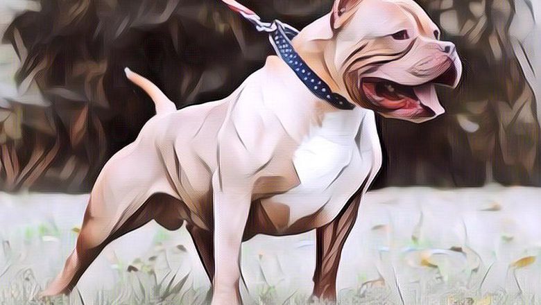 Memilukan! Digigit Anjing 800 Kali, wajah Wanita Ini Sampai Tak Berbentuk