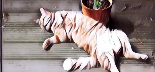 10 Gambar Kucing Lucu yang Lagi Malas-Malasan, Maunya Rebahan Aja