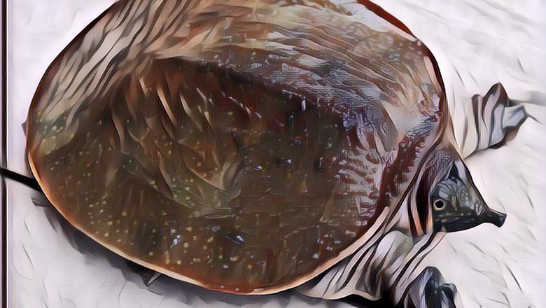 Ini Manfaat Daging Bulus & Minyaknya Untuk Kesehatan