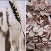 Beda Oat dan Sereal Gandum, Mana yang Lebih Sehat?