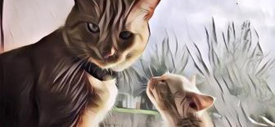 Kucing Oren Ini Nggak Tumbuh Besar karena Kelainan, Jadi Anak Kucing Imut Selamanya