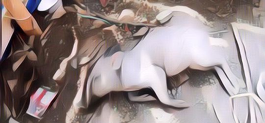 Suka Meresahkan, Begini Cara Menangkap Babi Ngepet