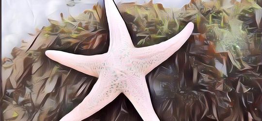 Apa Cuma Ini Hewan-Hewan yang Geraknya Paling Lambat di Dunia?