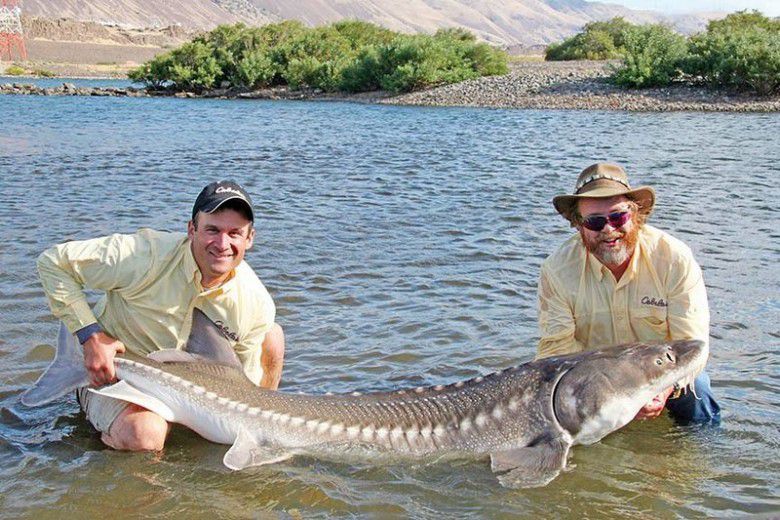 8. Sturgeon
