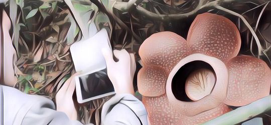 Sebenarnya Unik, Tapi Inilah 5 Tanaman Teraneh di Dunia yang Bakal Sulit Ditanam di Rumah