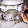 5 Bahan Dapur Yang Ampuh Mengusir Tikus Di Rumah, Gak Perlu Pakai Perangkap Lagi Deh!