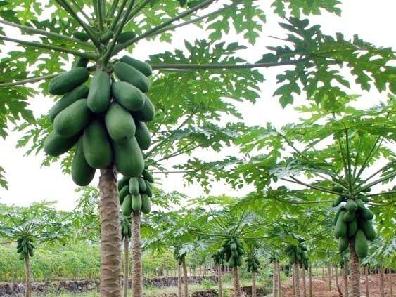 4. Beri Efek Anti-Inflamasi