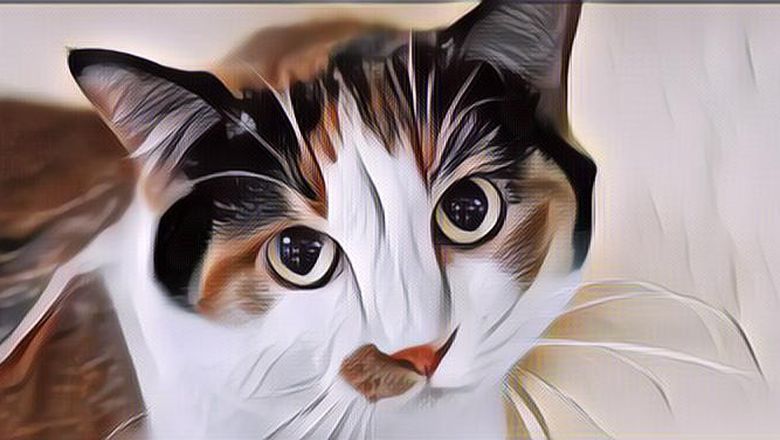 4 Mitos Kucing Belang Tiga, Bisa Bawa Hoki, Lho!