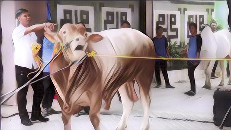Idul Adha Sudah Dekat, Berikut Ini Hukum Qurban Patungan Sapi Menurut Hadis