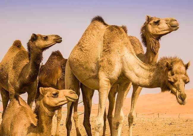 1. Unta berasal dari Amerika