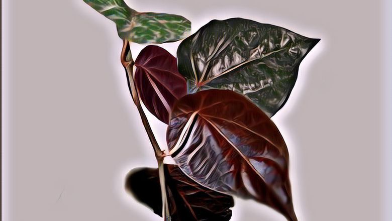 Mengenal Manfaat Daun Sirih Merah Bagi Kesehatan Tubuh