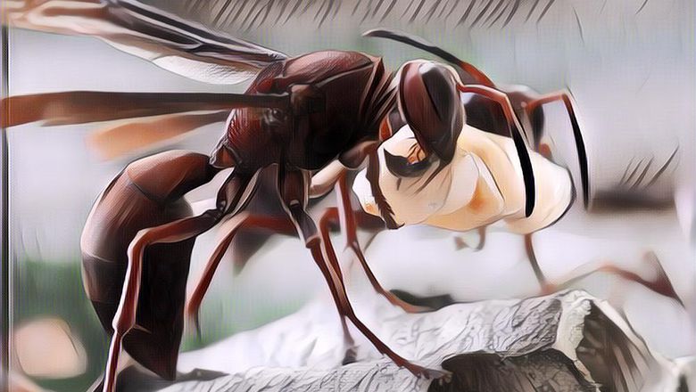 Sebahanya Apa Sengatan Tawon Ndas yang Konon Bisa Mematikan?