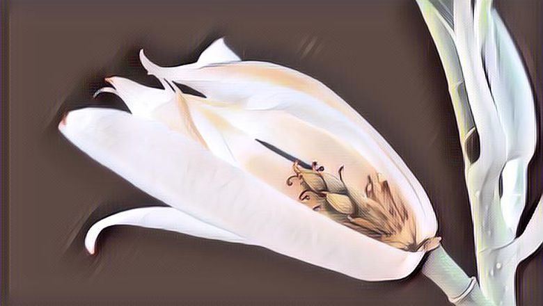 Mustika Bunga Kantil: Benda Mistis untuk Menggayuh Cinta, Hati-Hati ya!