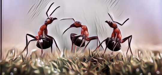 Serangan Koloni Serangga Paling Menyakitkan Hingga Mematikan, Pernah Ketemu Gengs?